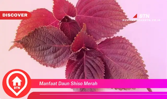 manfaat daun shiso merah