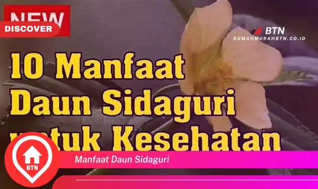 manfaat daun sidaguri