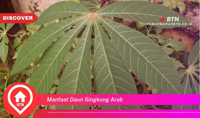 manfaat daun singkong arab