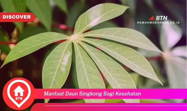 manfaat daun singkong bagi kesehatan