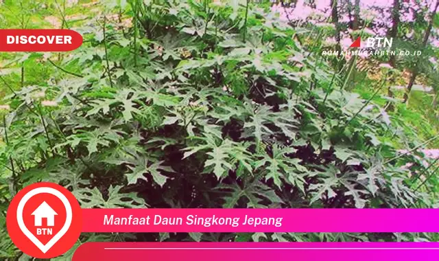 manfaat daun singkong jepang