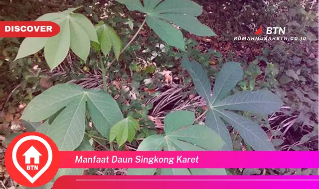 manfaat daun singkong karet