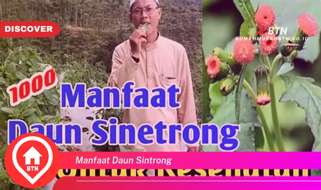 manfaat daun sintrong