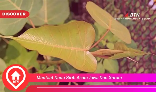 manfaat daun sirih asam jawa dan garam