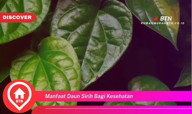 manfaat daun sirih bagi kesehatan