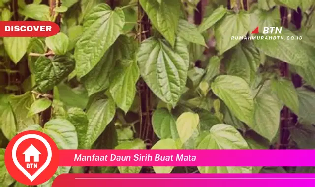 manfaat daun sirih buat mata