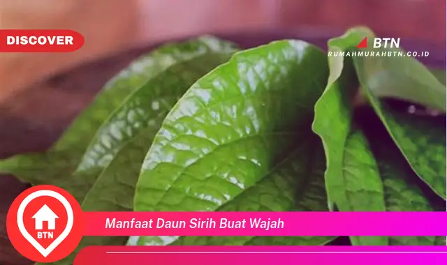 manfaat daun sirih buat wajah