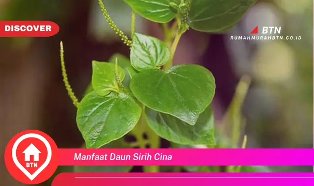 manfaat daun sirih cina