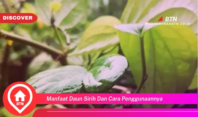 manfaat daun sirih dan cara penggunaannya