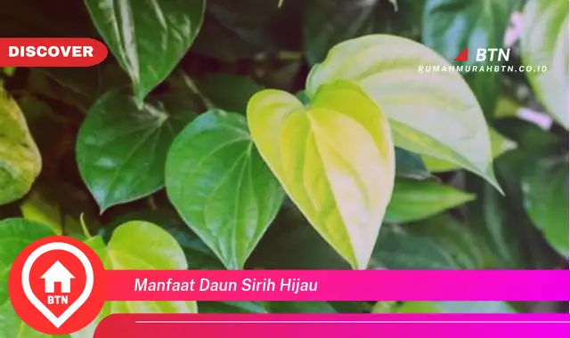 manfaat daun sirih hijau