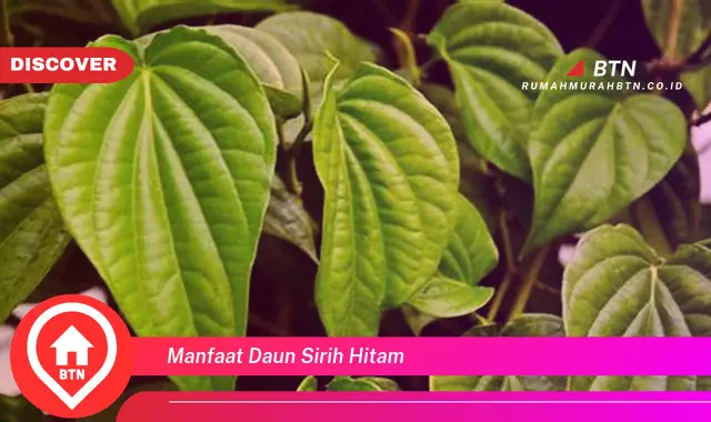 manfaat daun sirih hitam