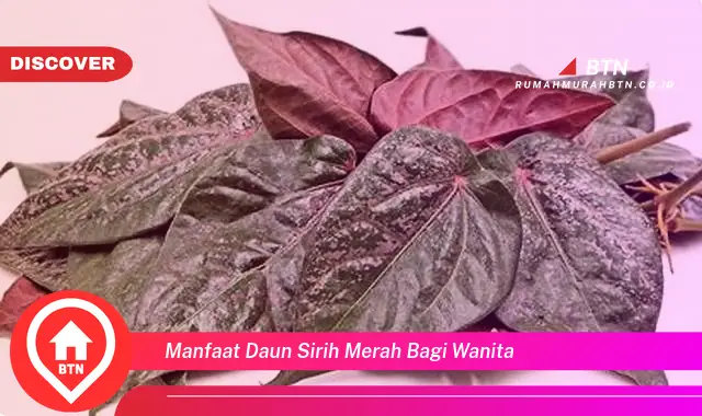 manfaat daun sirih merah bagi wanita