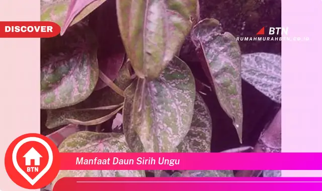 manfaat daun sirih ungu