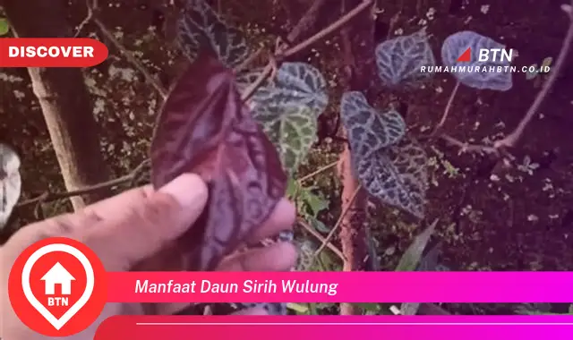 manfaat daun sirih wulung