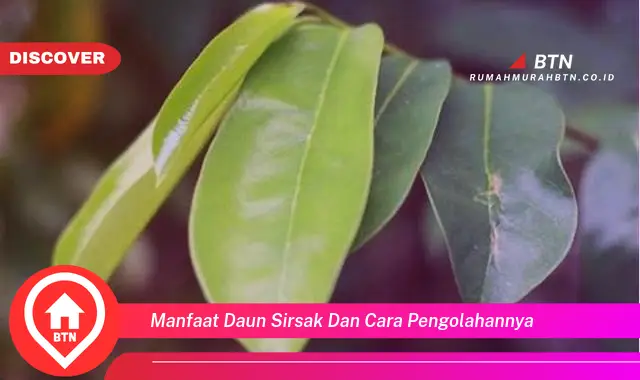 manfaat daun sirsak dan cara pengolahannya