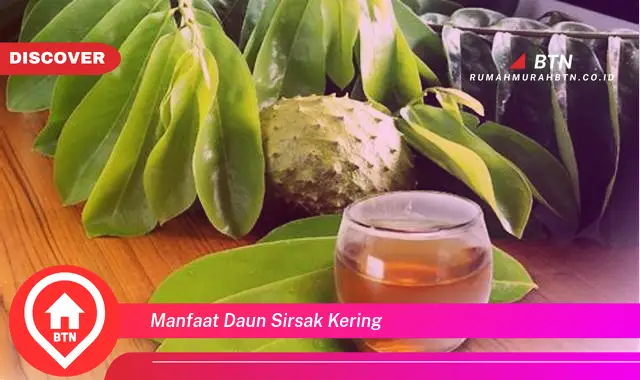 manfaat daun sirsak kering