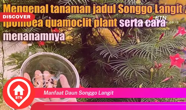 manfaat daun songgo langit