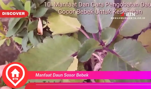 manfaat daun sosor bebek