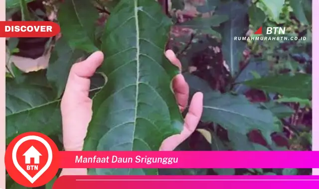 manfaat daun srigunggu