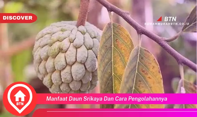 manfaat daun srikaya dan cara pengolahannya