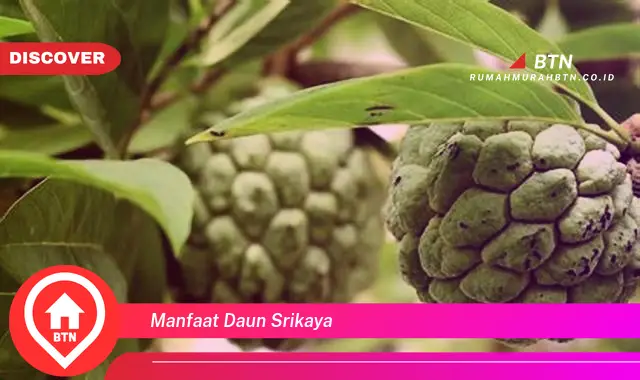 manfaat daun srikaya