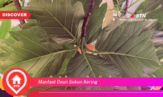 manfaat daun sukun kering