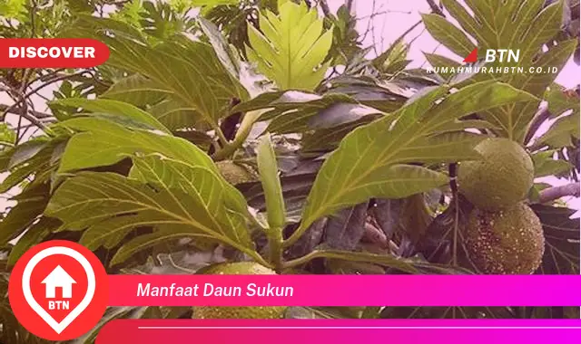 manfaat daun sukun