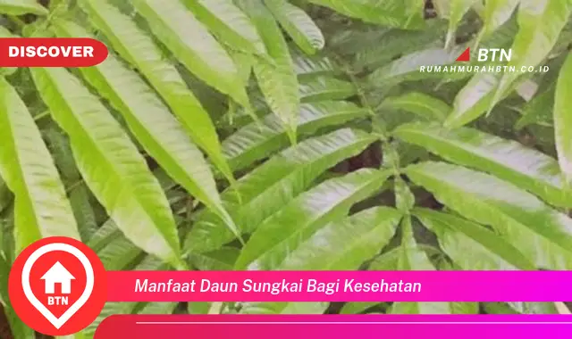 manfaat daun sungkai bagi kesehatan