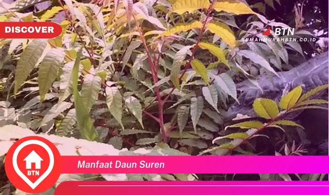 manfaat daun suren