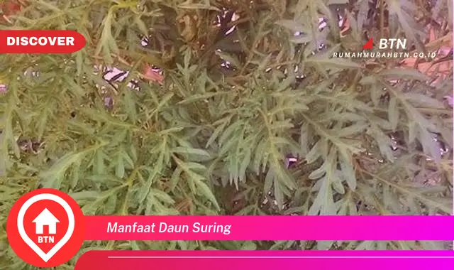 manfaat daun suring