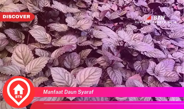 manfaat daun syaraf