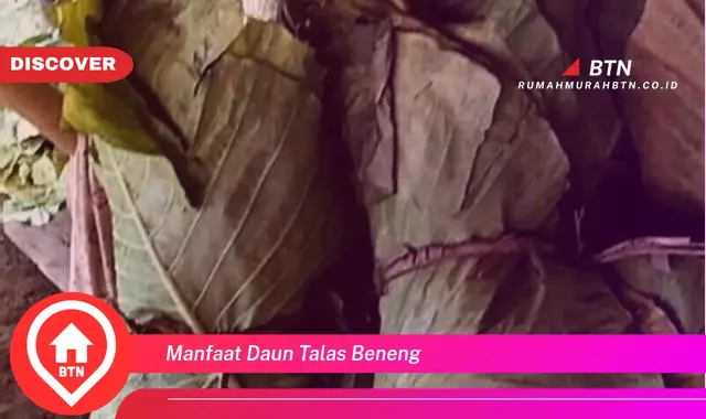 manfaat daun talas beneng