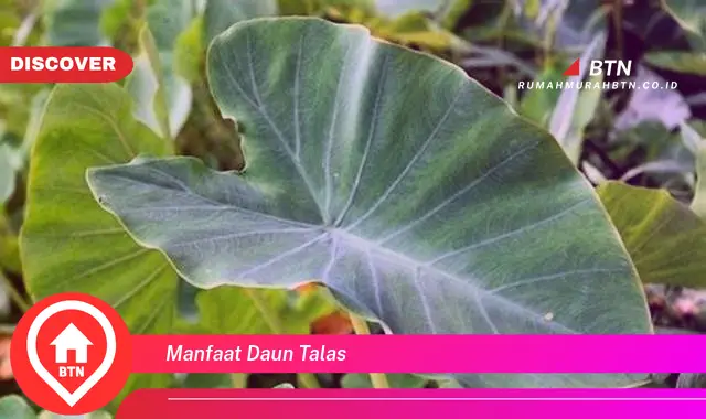 manfaat daun talas