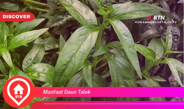 manfaat daun talok