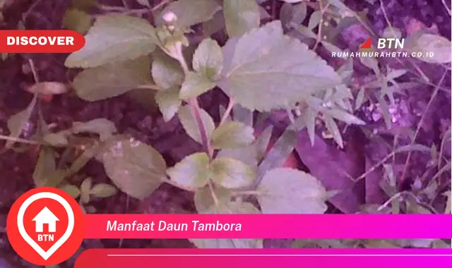 manfaat daun tambora