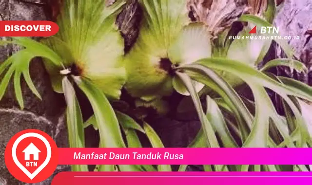 manfaat daun tanduk rusa