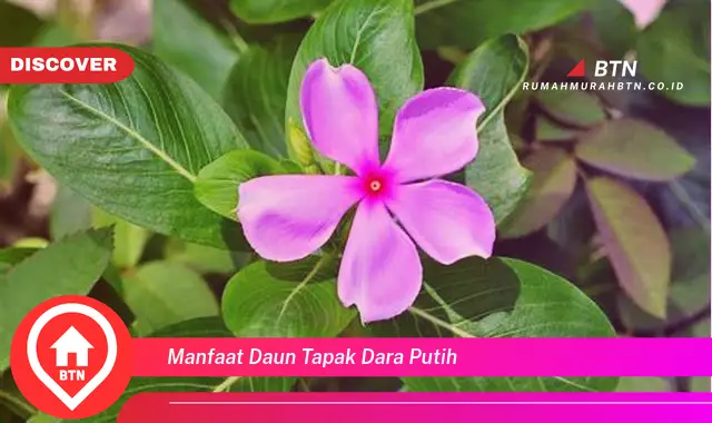 manfaat daun tapak dara putih