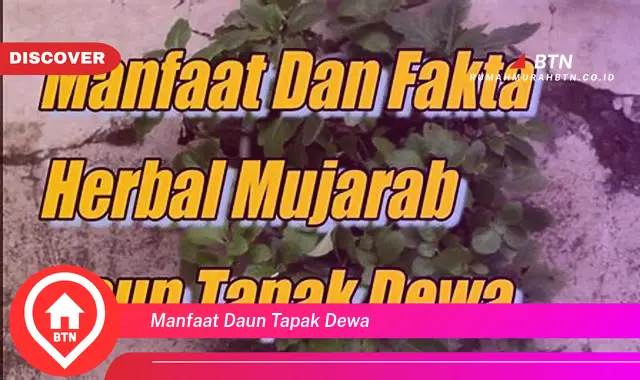 manfaat daun tapak dewa