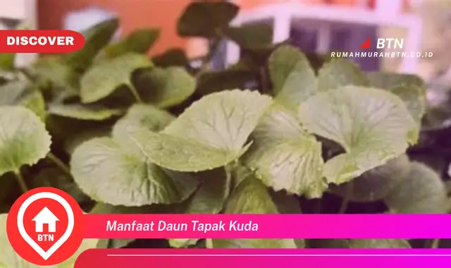 manfaat daun tapak kuda