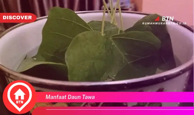 manfaat daun tawa