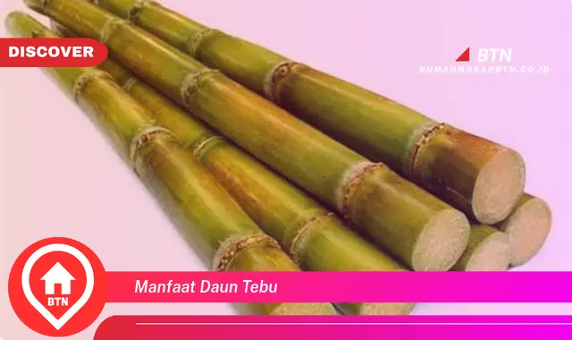 manfaat daun tebu