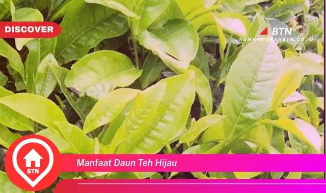 manfaat daun teh hijau