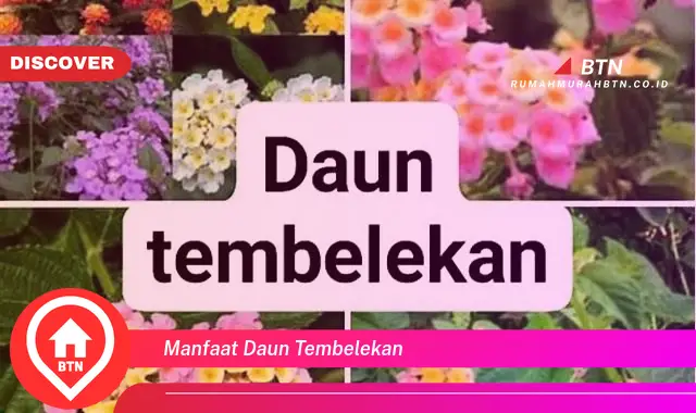 manfaat daun tembelekan