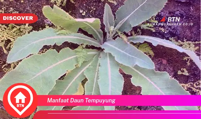 manfaat daun tempuyung