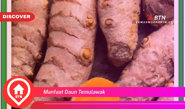 manfaat daun temulawak