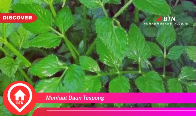 manfaat daun tespong