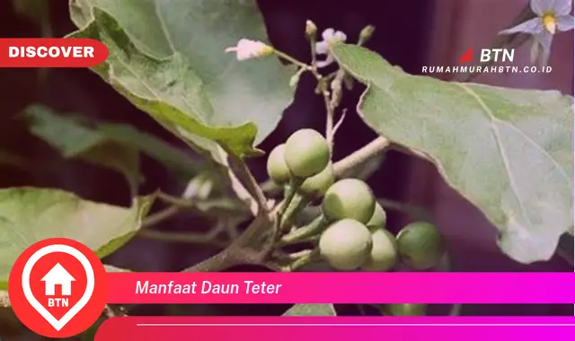 manfaat daun teter