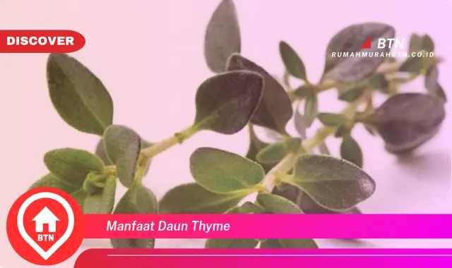 manfaat daun thyme