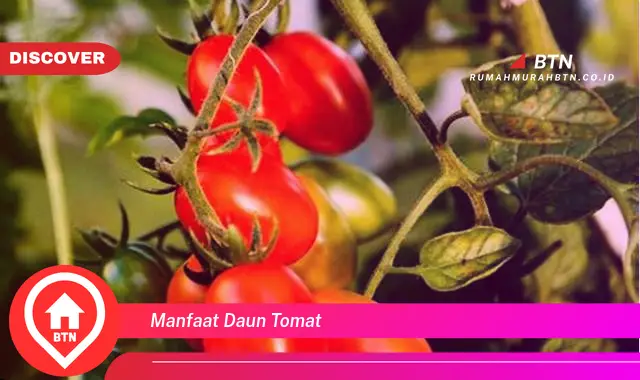 manfaat daun tomat