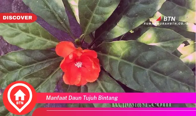 manfaat daun tujuh bintang